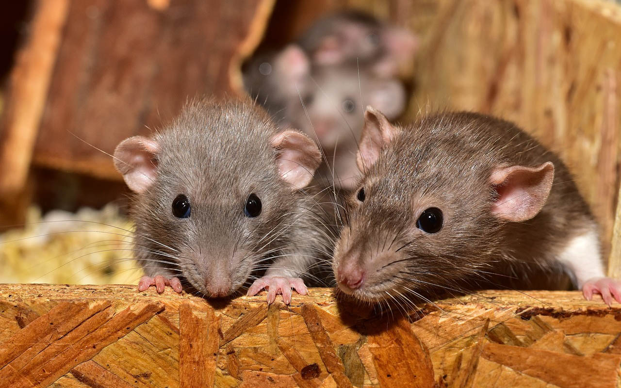 Rattenhaltung in Wissen aufgelöst – Veterinäramt geht von Animal Hoarding aus 