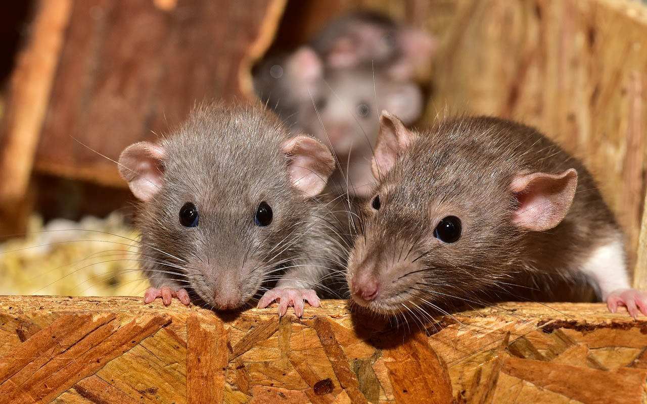 Rattenhaltung in Wissen aufgelst  Veterinramt geht von Animal Hoarding aus 