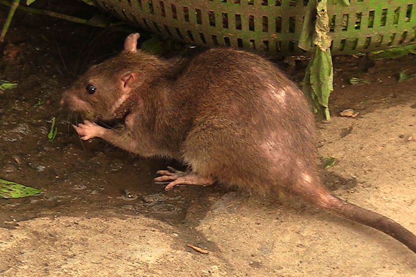 Ratten lieben Essensreste im Kanal