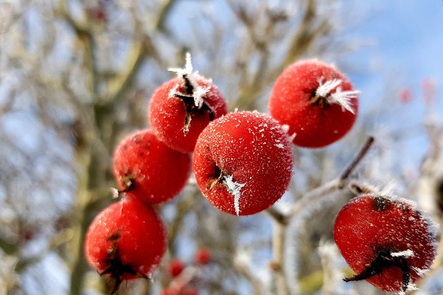 Der Winter steht bevor - Zum ersten Advent kommt die Klte