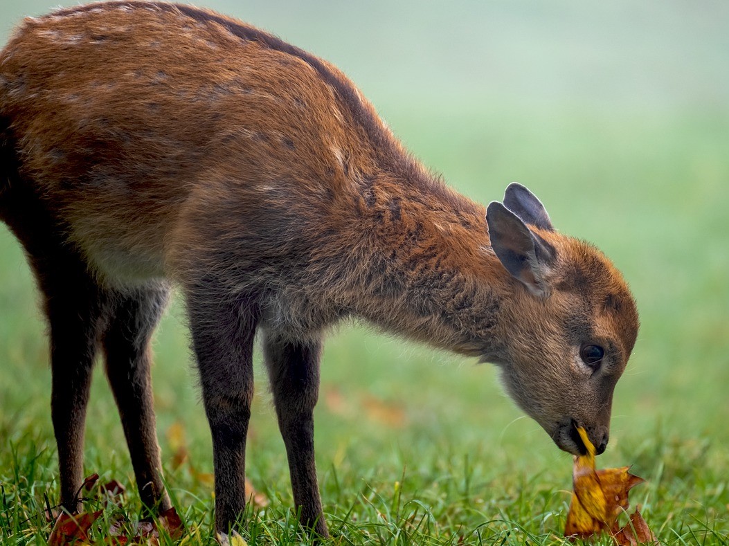 Sie werden immer wieder Opfer von Hunden: Rehe. (Symbolfoto)