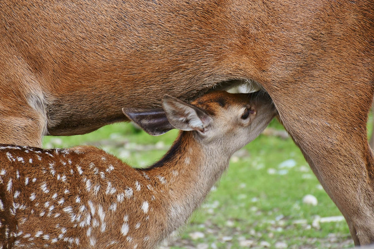 Brut- und Setzzeit in Wald und Flur - auch an die Wildtiere denken