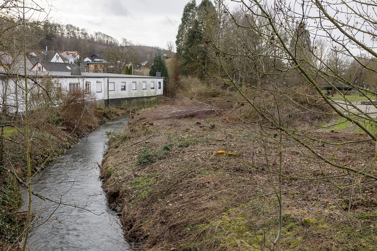 Uferbewuchs musste weichen, weil der Saynbach an dieser Stelle renaturiert wird. Gebude stehen gefhrlich nahe am "Prallufer". Hier entsteht eine Insel mit flachem Nebenarm des Saynbaches. (Foto: privat)