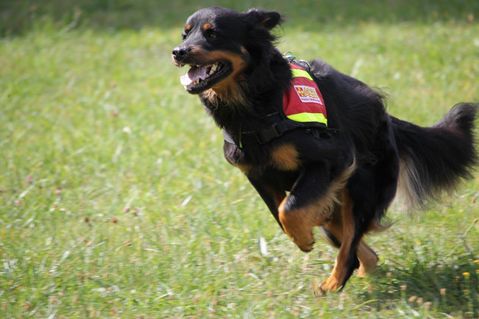 Rettungshund. Foto: Veranstalter