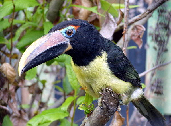 Neugestalteter Vogelbereich im Zoo Neuwied