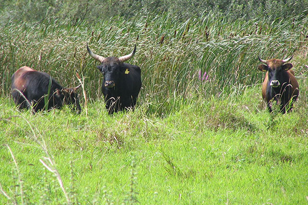 Engerser Feld bietet beeindruckende Flora und Fauna