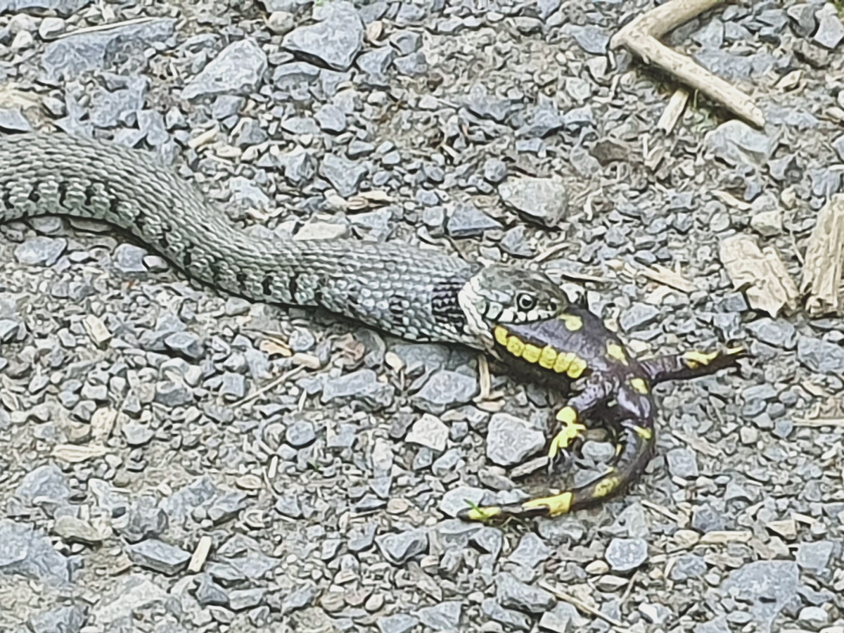 Ringelnatter verschlingt Feuersalamander. (Foto: Peter Stangier)