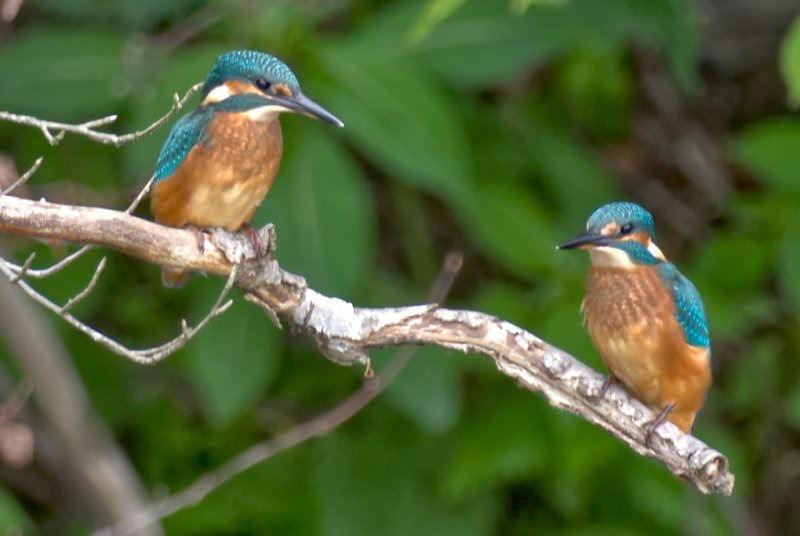 Faszination Westerwald: Der Eisvogel an der Nister