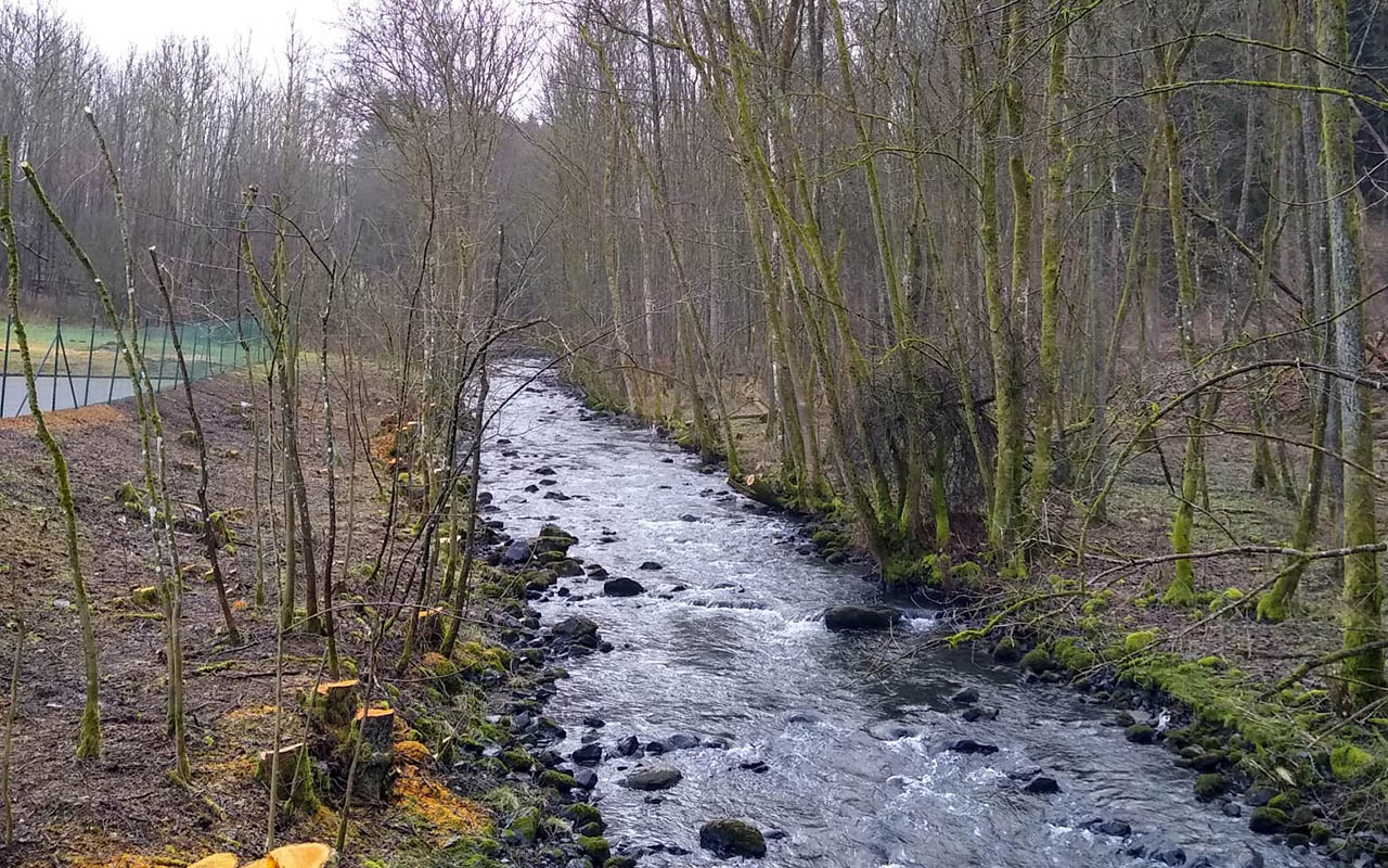 Auf der Nordseite des Baches wurden Erlen entnommen  die verbliebenen Bume auf der Sdseite wrden weiterhin fr eine Beschattung sorgen. (Foto: NABU Bad Marienberg)