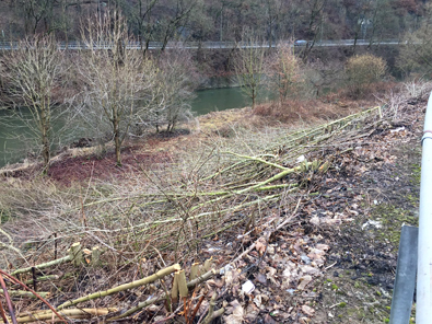 Bume und Strauchwerk wurden gefllt. Foto: Polizei