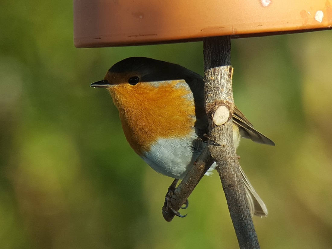 Kalte Jahreszeit: Wie man Vögel im Winter richtig füttert