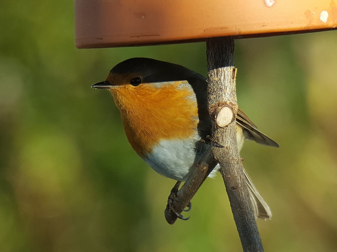 Ein Rotkehlchen, der Vogel des Jahres 2021, an einer Futterglocke. (Fotoquelle: SHD Nord)