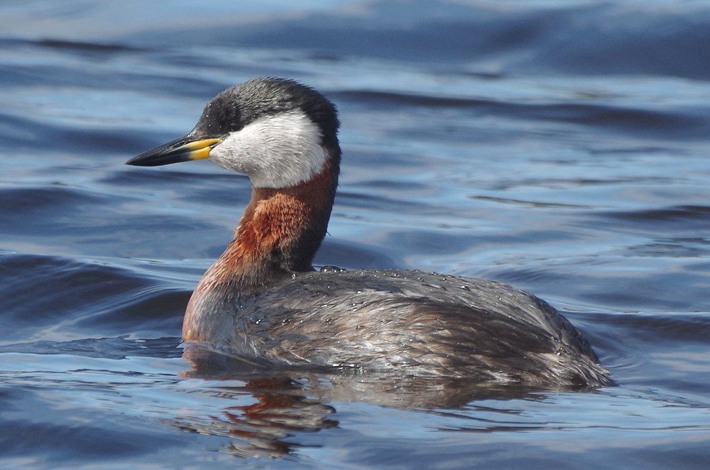 Schwarz- und Rothalstaucher balzen wieder am Dreifelder Weiher