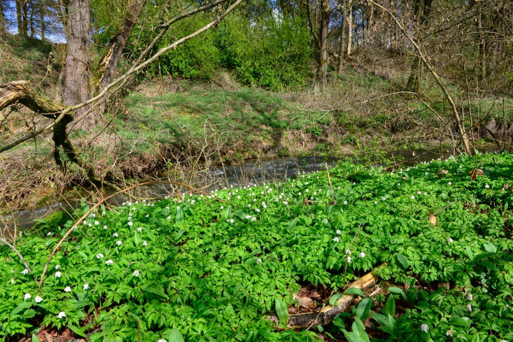 NI widerlegt Zweifel an Vogelgutachten fr Rothenbachaue Hattert