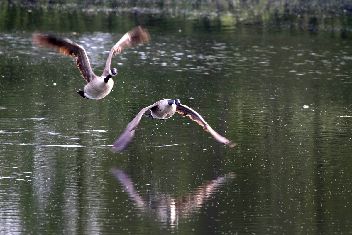 Die Rother Weiher bieten Vgeln einen idealen Lebensraum. Symbolfoto: Wolfgang Tischler