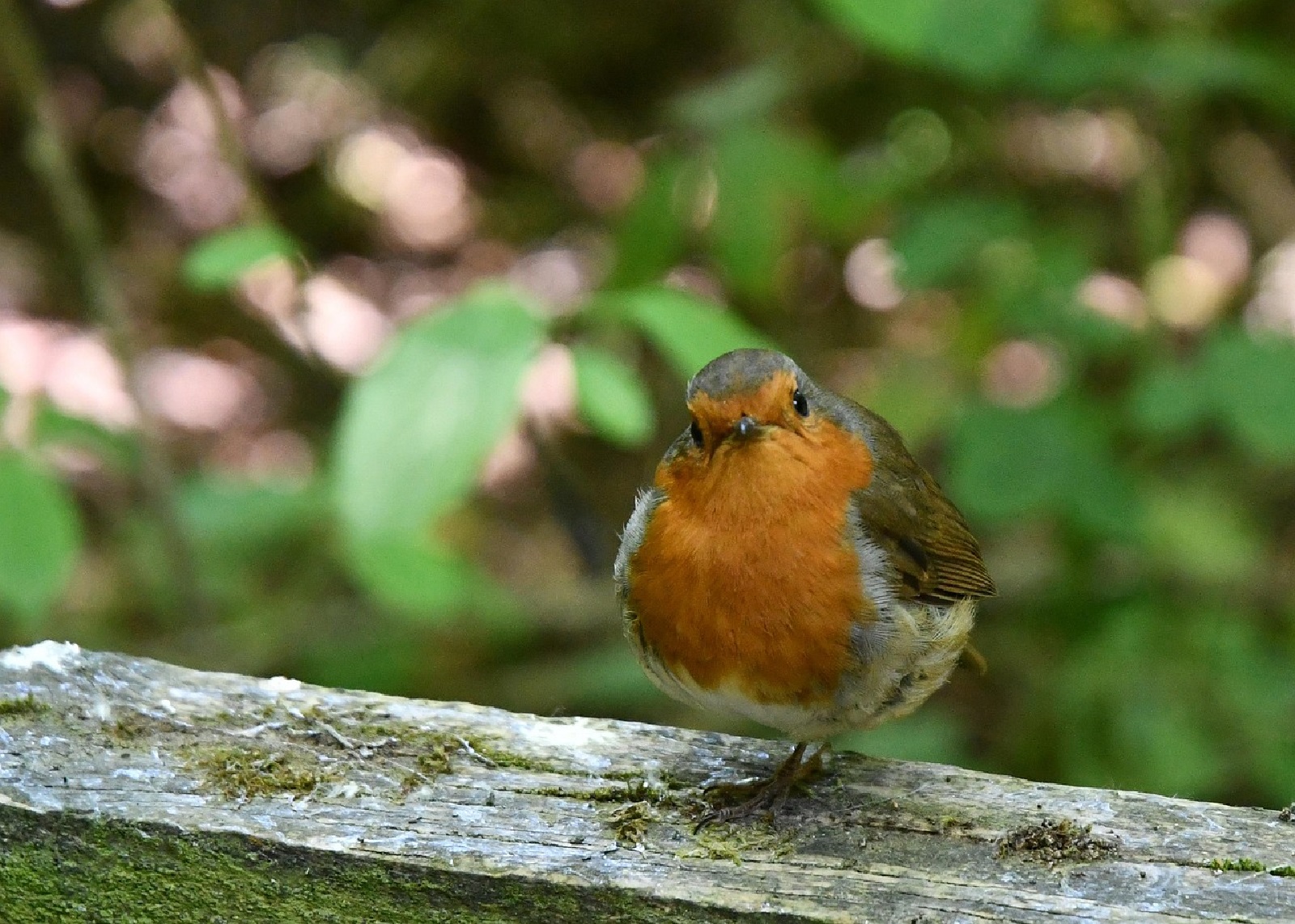 Vgel im Visier: Die Stunde der Gartenvgel startet
