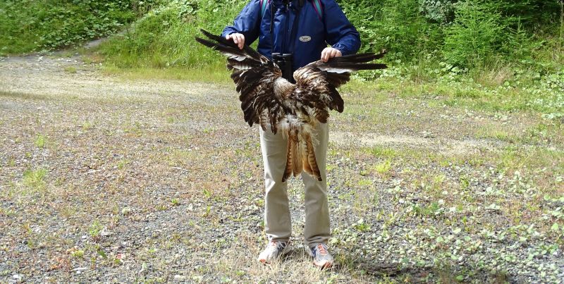 NI wirft dem NABU Abschied vom Natur- und Artenschutz vor