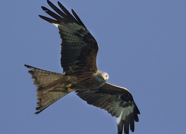 Groer Erfolg fr den Natur- und Artenschutz und die NI