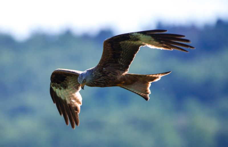 Ausnahmen vom Ttungsverbot verstoen bei Windenergieanlagen gegen Naturschutzrecht