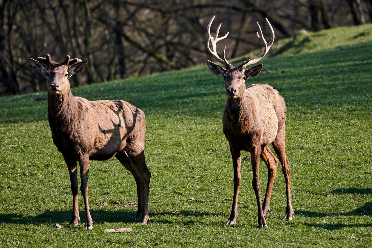 Rotwild. Foto: Wild-Freizeitpark Westerwald