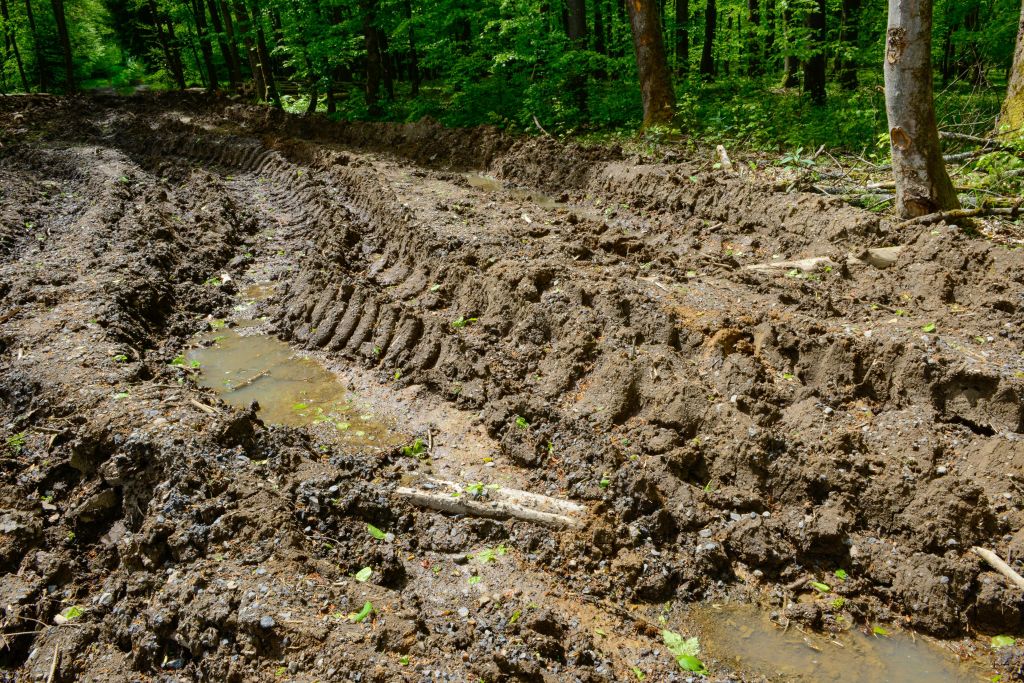 NI begrt schnelles Handeln des Forstamtes Hachenburg