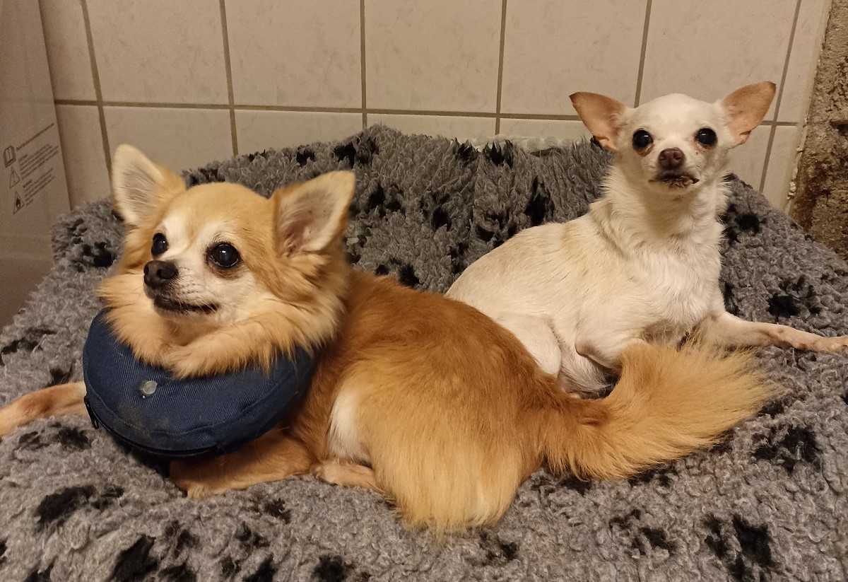 Rufus und Rubi suchen einen neuen liebevollen Besitzer. (Foto: Tierheim Ransbach-Baumbach)
