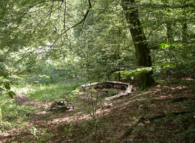 Gefhrte Tour durch den Friedwald Wildenburger Land