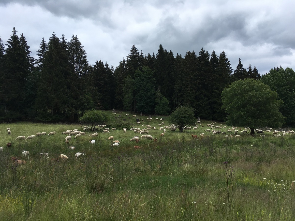 Um die Lebensrume bedrohter Arten im Naturschutzgebiet Fuchskaute zu sichern, werden regelmig Schafe eingesetzt. (Foto: Markus Kunz / Quelle: SGD Nord)