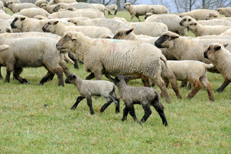 Fnf bis sechs Kilometer legt die Herde tglich zurck. Kommen die Frhjahrslmmchen, werden die Strecken krzer. (Foto: GW)