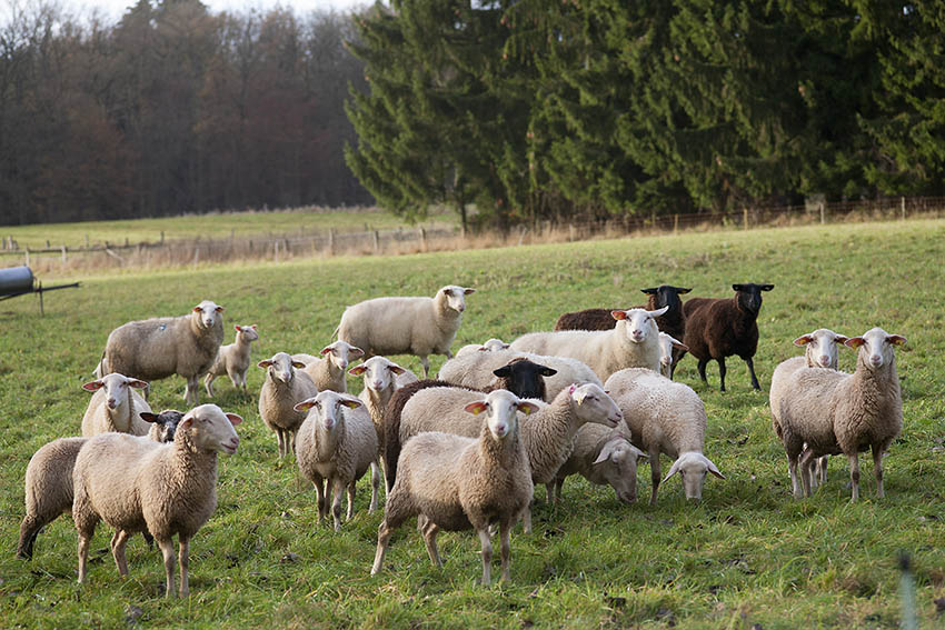 Deutsche Weidetierhalter berichten ber Existenzbedrohung