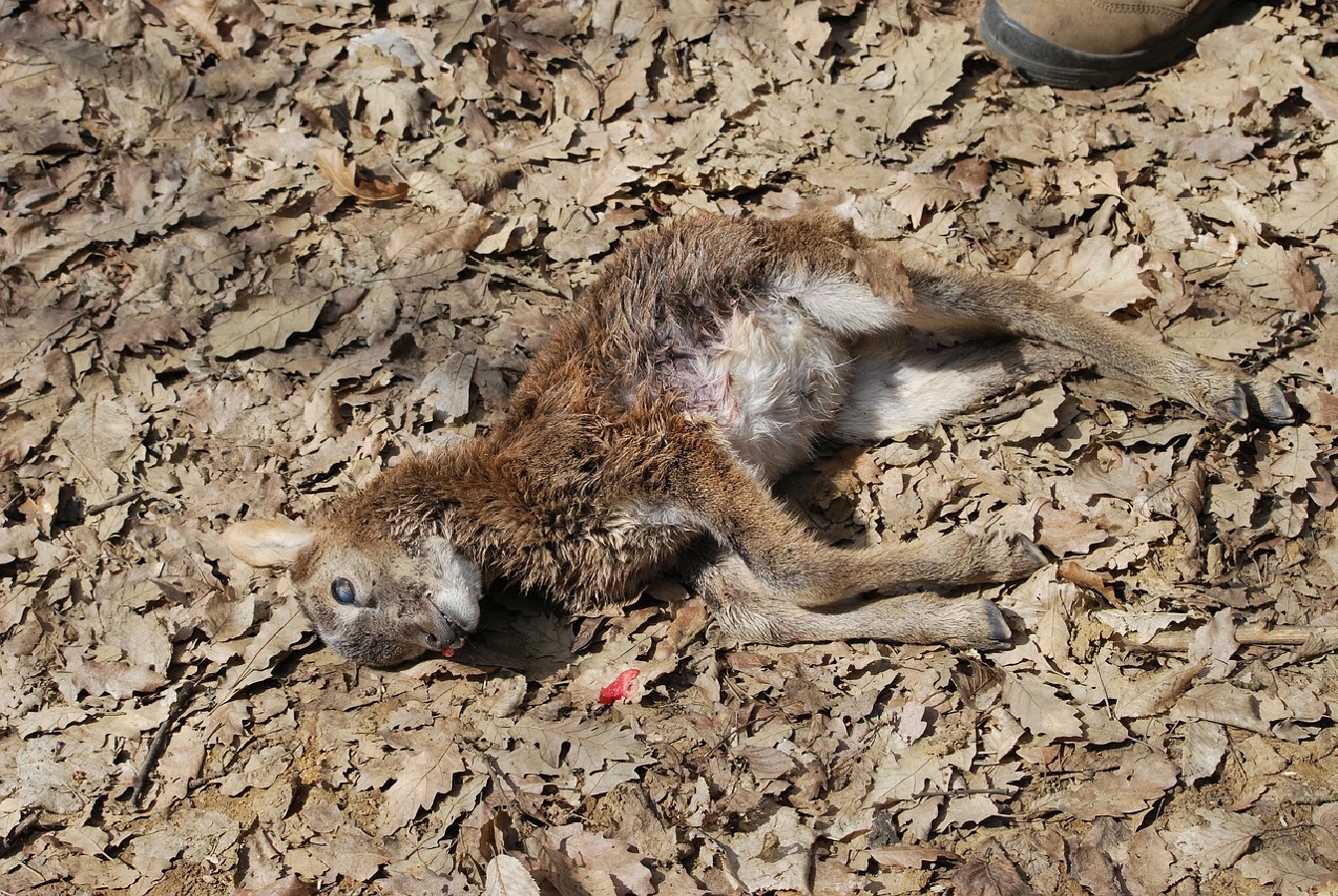 Verdacht auf Wolfsriss: Ein totes Schaf im Gemeindegebiet Weyerbusch aufgefunden