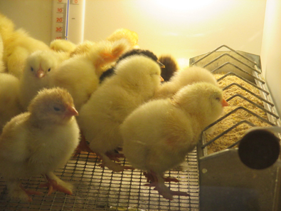 Niedlicher tierischer Zuwachs in der Kita Schatzkiste in Rott. Foto: Kita