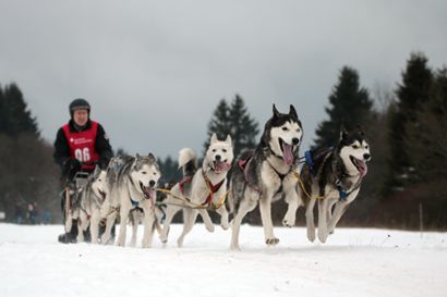 39. Internationales Schlittenhunderennen in Liebenscheid