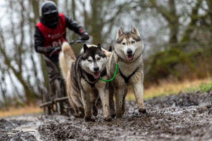 Schlittenhunderennen in Liebenscheid im Schlamm
