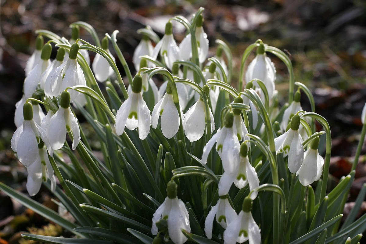 Westerwaldwetter: Februar steuert auf Rekordtemperaturen zu