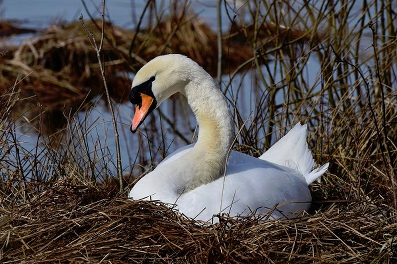 Der abgebildete Hckerschwan findet scheinbar an der Westerwlder Seenplatte im nrdlichen Rheinland-Pfalz sehr gute Bedingungen vor, weswegen die Art hier auch in einer hohen Dichte vorkommt. Mit 7-15 kg Krpergewicht ist der Hckerschwan eine der schwersten flugfhigen Vgel der Erde. Als A380 der Vogelwelt braucht die Art eine entsprechend lange Startbahn. Er kann nicht wie die meisten Vgel direkt auffliegen. Fotos: NI