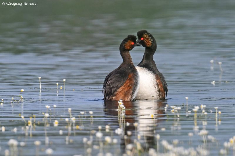 Schwarzhalstaucher am Dreifelder Weiher, Bildautor: Wolfgang Burens