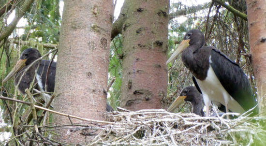 Ein wichtiges Argument gegen die Genehmigung von Windindustrieanlagen im Wildenburger Land ist das Vorkommen von Schwarzstrchen. (Foto: Christoph Buchen)