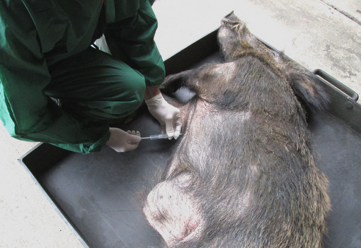 Afrikanische Schweinepest in Belgien: Westerwaldkreis ist gerstet 
