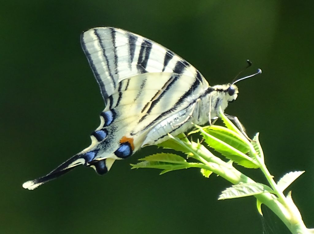 SGD Nord: Livestream am 14. April zum Insektensterben 