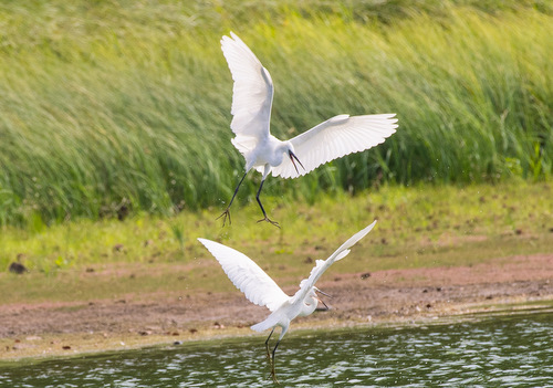 Seidenreiher an der Westerwlder Seenplatte: Der Vogel tritt in Rheinland-Pfalz nicht als Brutvogel auf, ist aber in der letzten Zeit an guten Vogelrastpltzen zwar selten, aber landesweit doch relativ regelmig auf dem Durchzug zu beobachten. (Foto: Harry Neumann, Naturschutzinitiative e. V.)