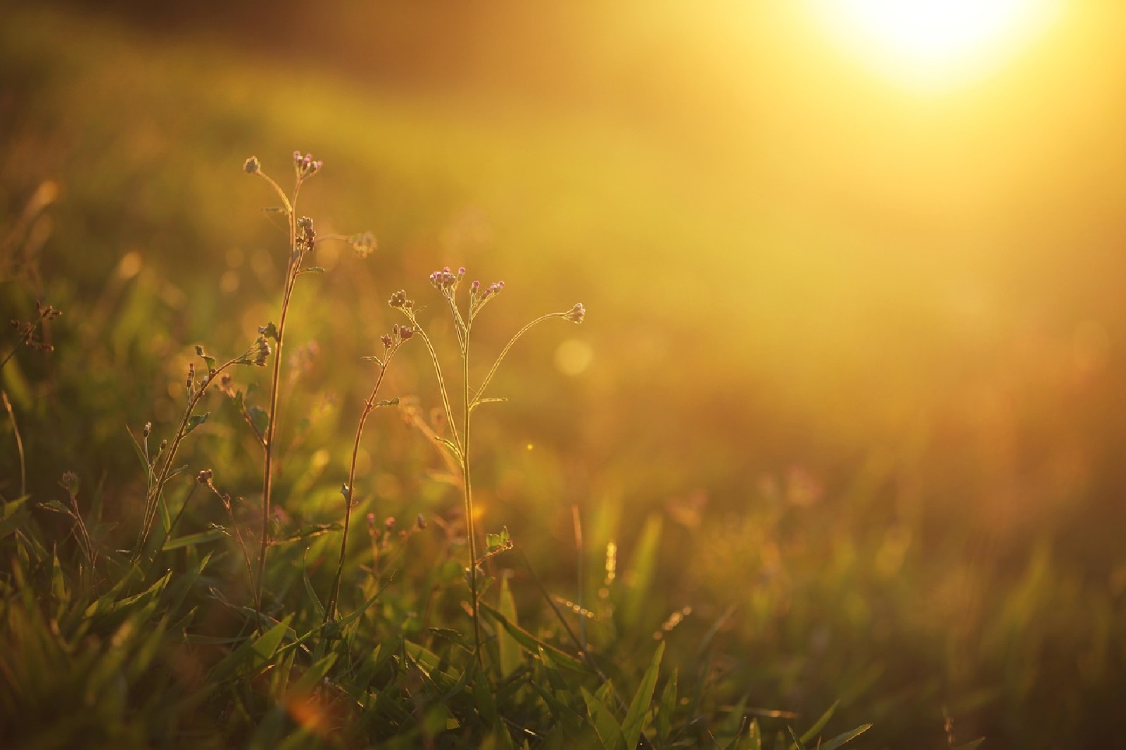 Symbolbild (Quelle: Pixabay)