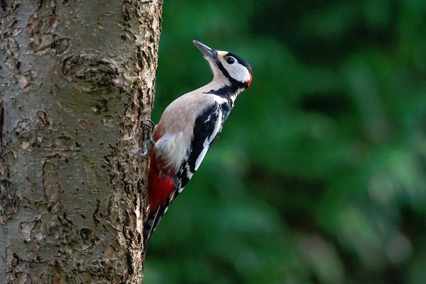 Buntspecht - Foto: Naturschutzinitiative e.V. (NI)