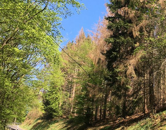 Hier wird bald wieder Sicherheit fr die Verkehrsteilnehmenden herrschen. Der entstehende Freiraum entlang der Strae wird zudem Struchern, Stauden, Insekten und Vgeln bald neuen Lebensraum bieten. Foto: H.G. Mohr, Forstamt Hachenburg

