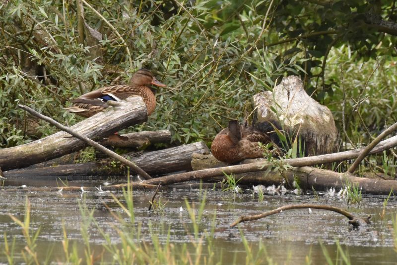 Stockenten am Biberweiher bei Freilingen in der Mauser