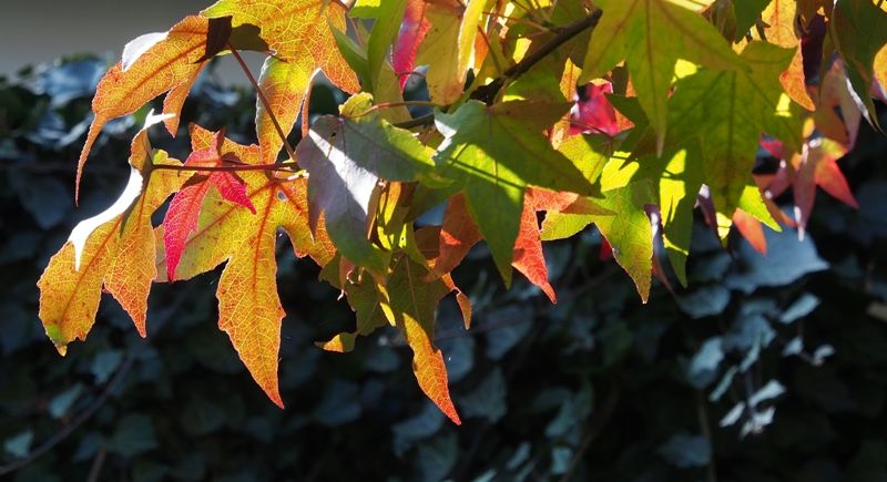 Herbstschmaus im Stffel-Park 