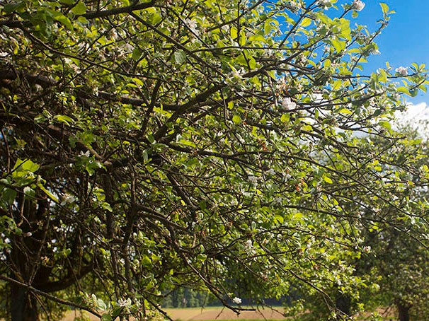 Stadt Wirges weiht Streuobstwiese ein