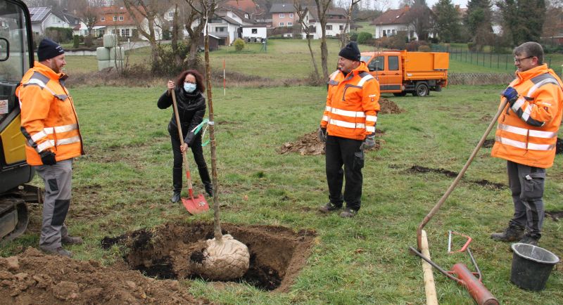 Eine Streuobstwiese fr Wirgeser Brger wird gepflanzt. Foto: Norbert Schwickert