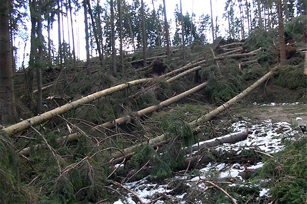 Noch sind nicht alle Sturmschden beseitigt. Foto: Wolfgang Tischler