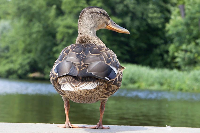 Wasservgel, wie diese Stockente, bentigen kein zustzliches Futter. Foto: Wolfgang Tischler